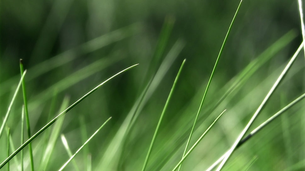 green grass close up photography HD wallpaper